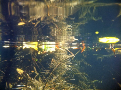 Underwater reflections